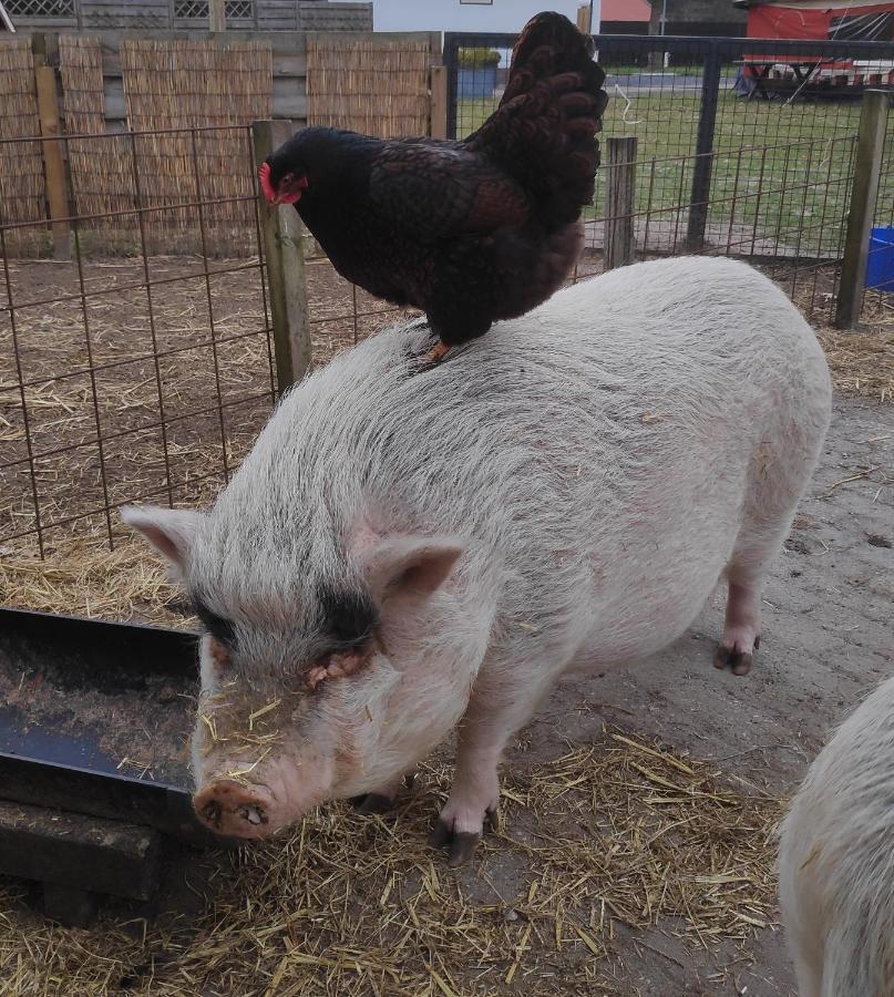 'T Hertje Ermelo Luaran gambar