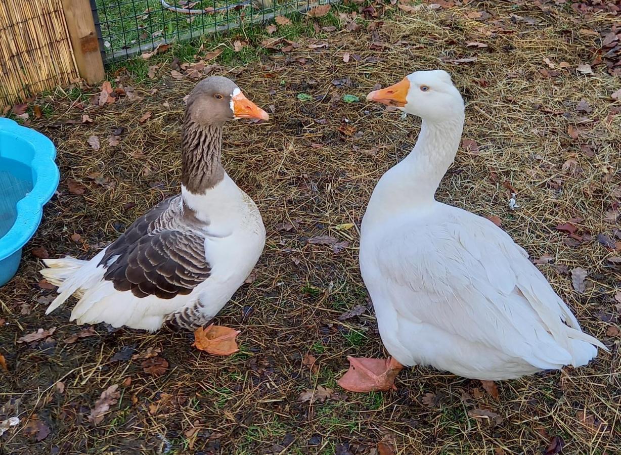 'T Hertje Ermelo Luaran gambar